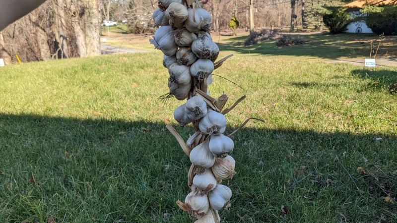 We have been growing our own garlic for several years now 
