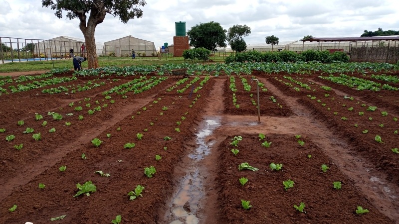 Open field horticulture