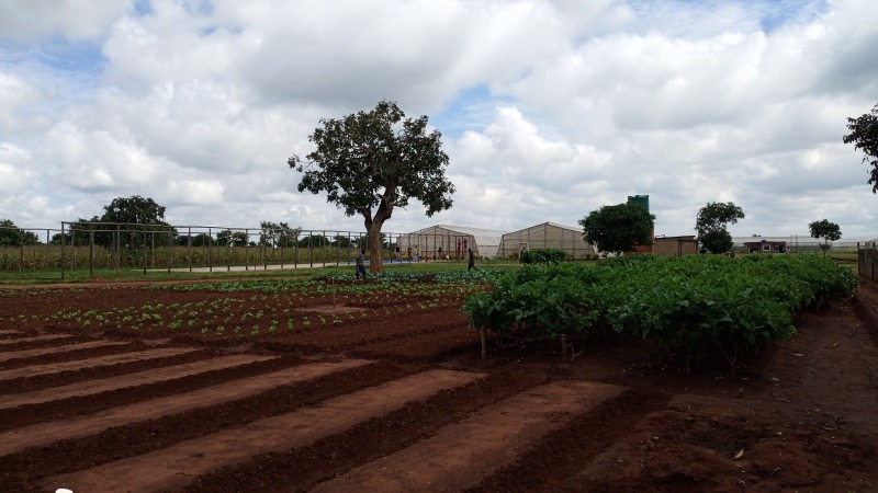 Open field horticulture