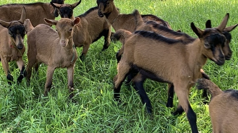 Oberhasli goat kids