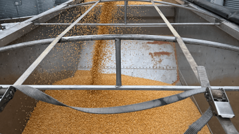 Corn loading at Remington Seed