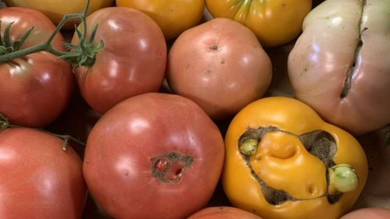 Heirloom tomatoes