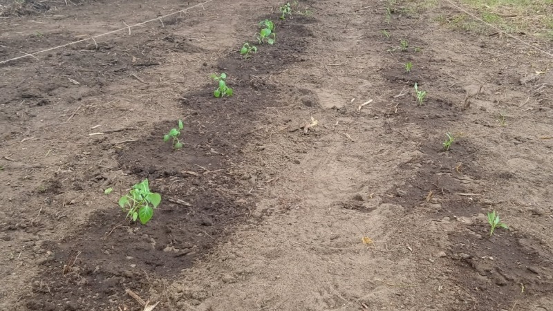 Our first garden 
