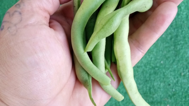 Green bush beans