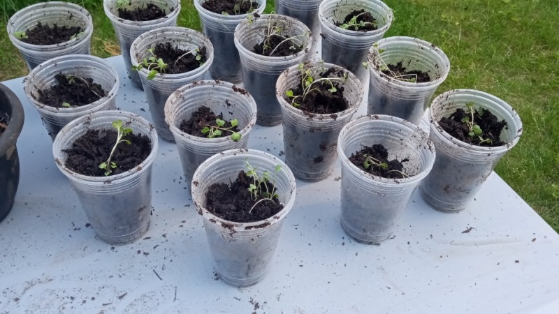Starting seeding 