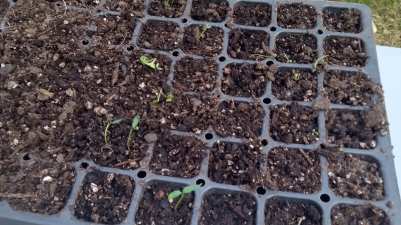 More seeding