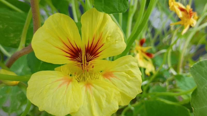 A yellow nasturtium flower. Bees, butterflies, moths and hummingbirds can pollinate this plant.