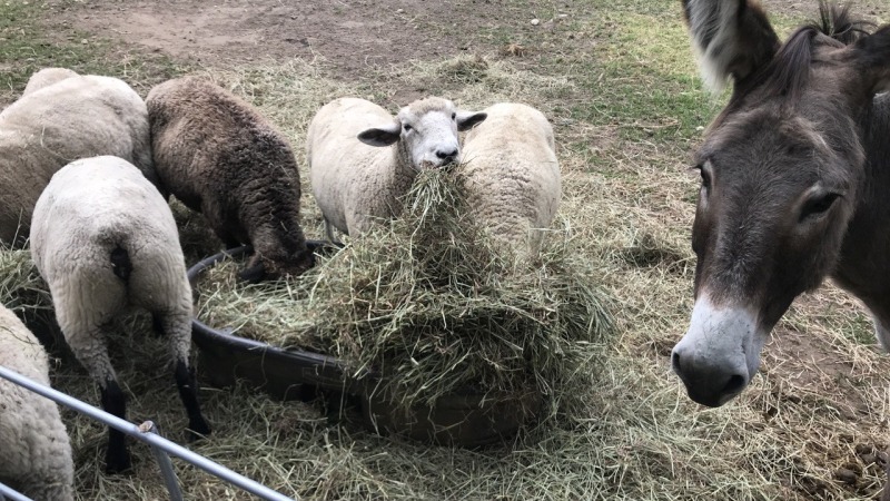 Sheep and donkeys to protect them (one stomped a coyote)