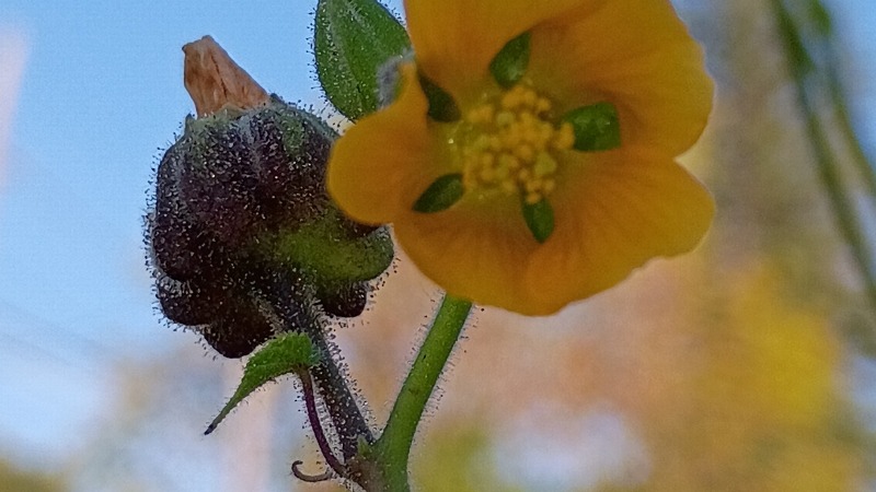 I am a fan of letting random pop ups grow.  I remain curious as it grows.  This volunteer was a treat to see unfold. 