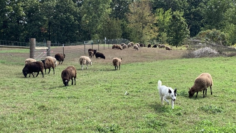 Border collie herding sheep