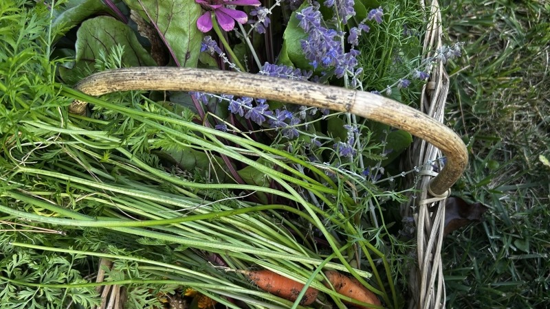 Harvest
