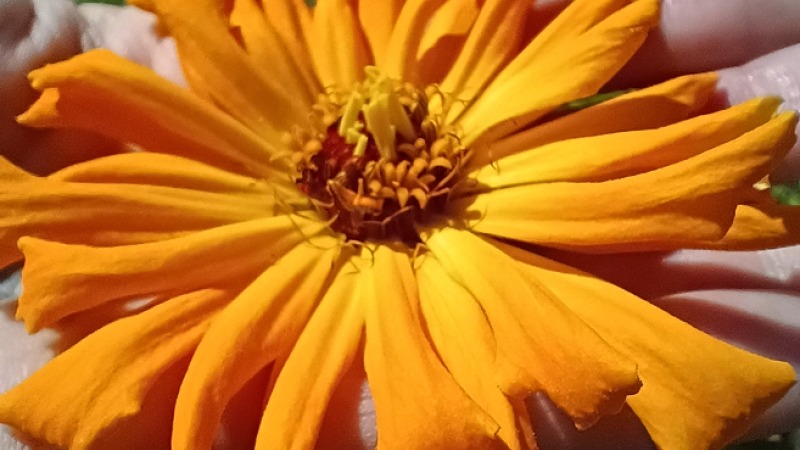 Zinnia