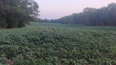 Looking south on the acreage for lease