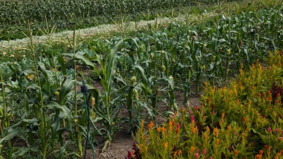 GLIF Sweet Corn Crop 2024