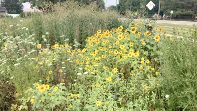 Sunflowers for the birds.