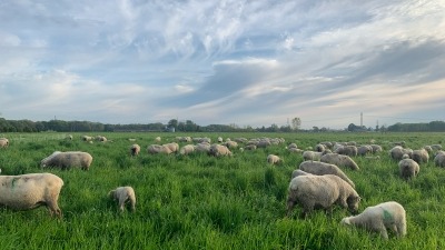 Polypay sheep in pasture