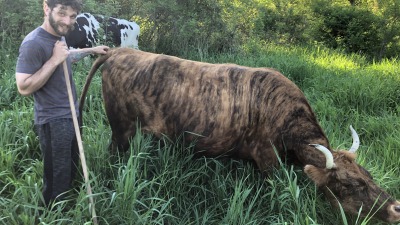 We run a small herd of extremely friendly cattle.