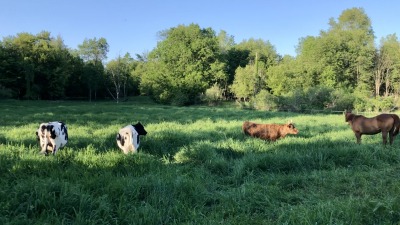 We rotate pastures over 90% of our farm.