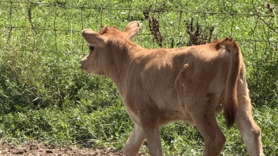 Calf
