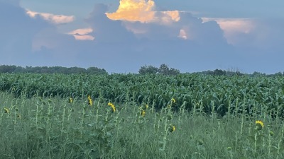 Beautifully wooded setting surrounding our fields, sunflowers grown for organic materials regeneration in the soil. 