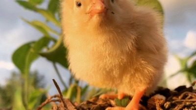 Just a cute chick hatched at the farm. 