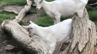 Saanen kids on the fallen tree stump. Their FAVORITE jungle gym.