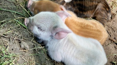 Kunekune and AGH hogs are currently pasture raised.