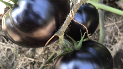 Our produce is some of the most beautiful in our lakeshore area.