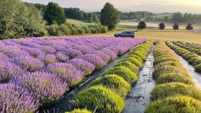 The Lavender