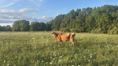 Cow grazing