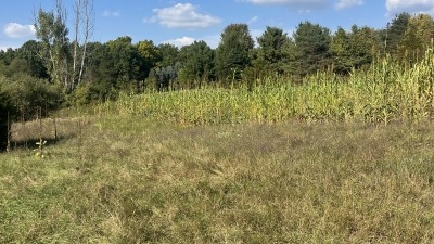 Howell property Sorgum and milo foodplot 