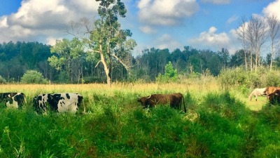 40 acres of mixed use pastures, woodlands and creeks.