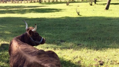 Our animals enjoy the good life here at Forgotten Forty.