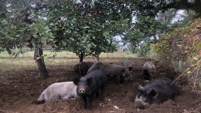 Pigs visiting the orchard