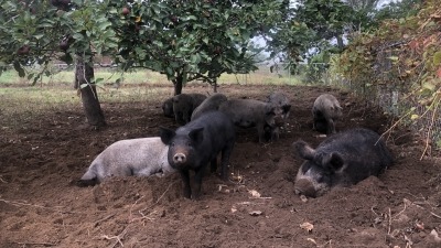 PIGS CLEANING UP FALLEN APPLES