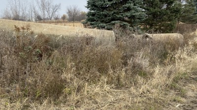 There are many trees on the property and lots of natural foliage
