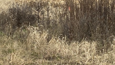 This is the brush area that we had cleaned up around the barn