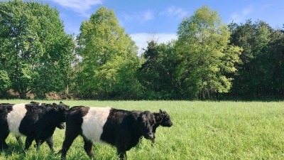 Belted Gallaway cattle on pasture