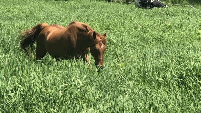 Spring and early summer in the meadow.