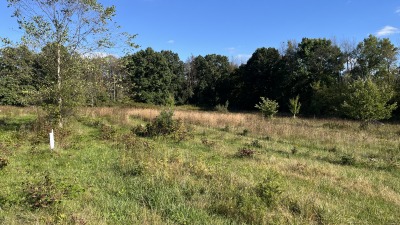 facing east with 2 to 3 yr old trees