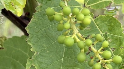 Existing white grape varieties. 