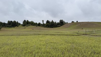 There are 2 springs on the land with lots of roaming of deer and coyotes on the property