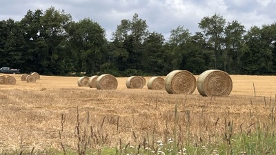 Straw bales from our winter wheat. 