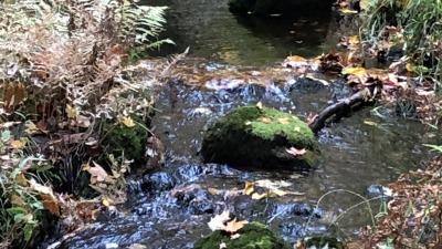 A seasonal creek
