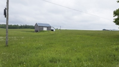 Field with hay growing