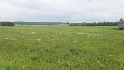 Field with hay growing
