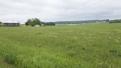 Field with hay growing