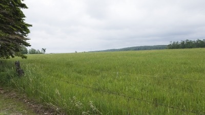 Field with hay growing