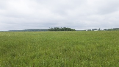 Field with hay growing