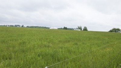 Field with hay growing